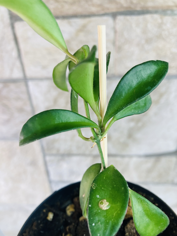 Hoya mini kentina