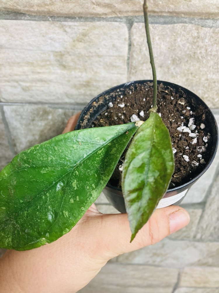 Hoya Finlaysonii chicken farm 