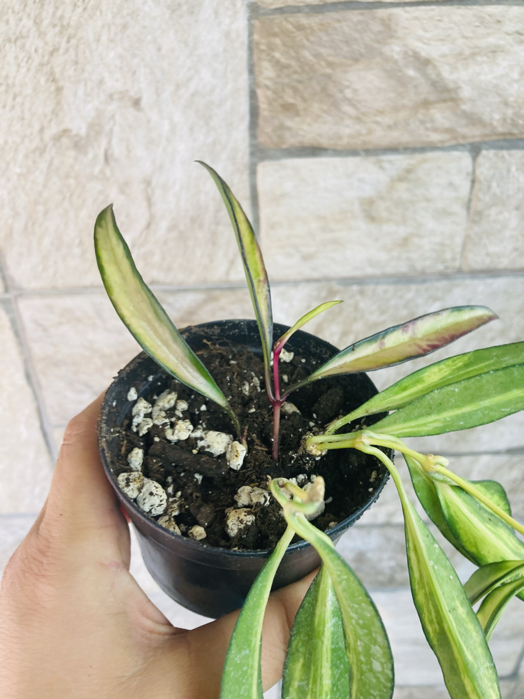 Hoya wayetii tricolar