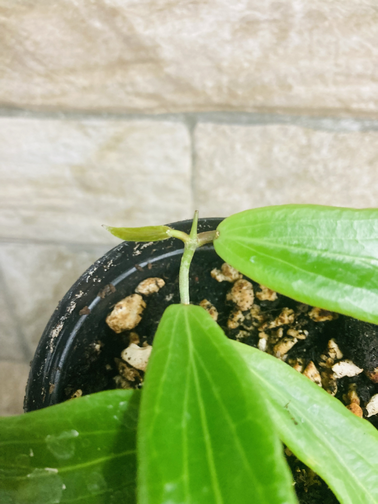 Hoya siariare red