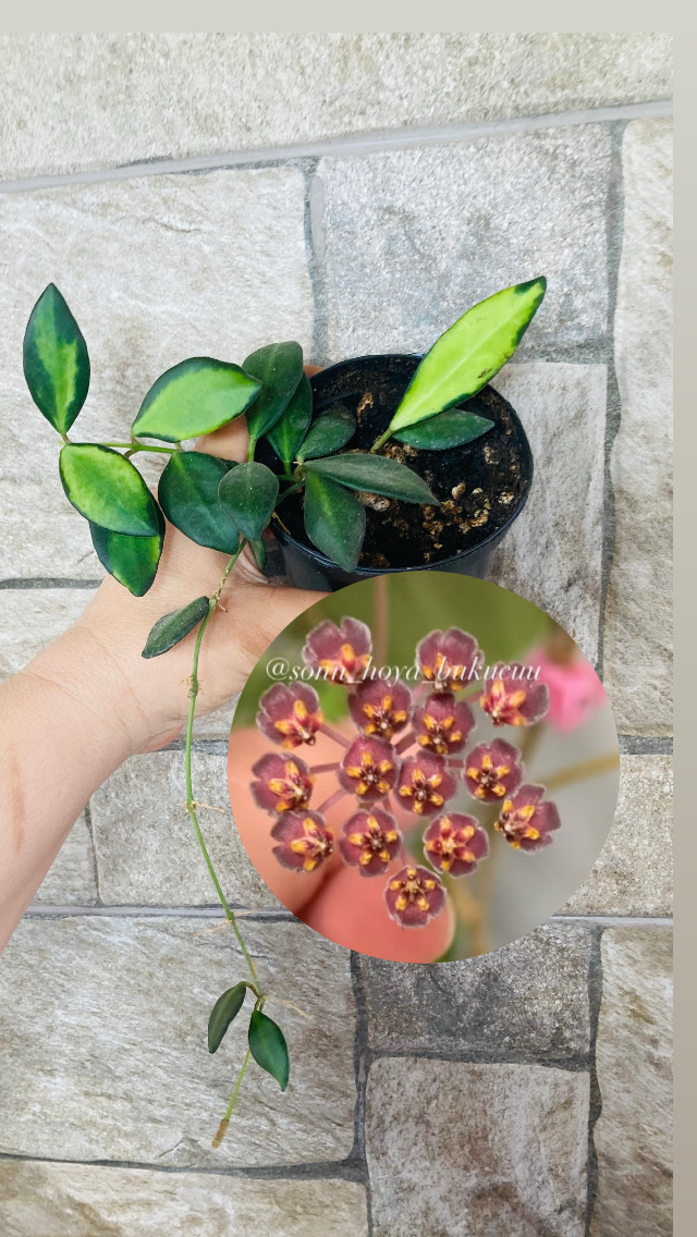 Hoya de -70 variegate