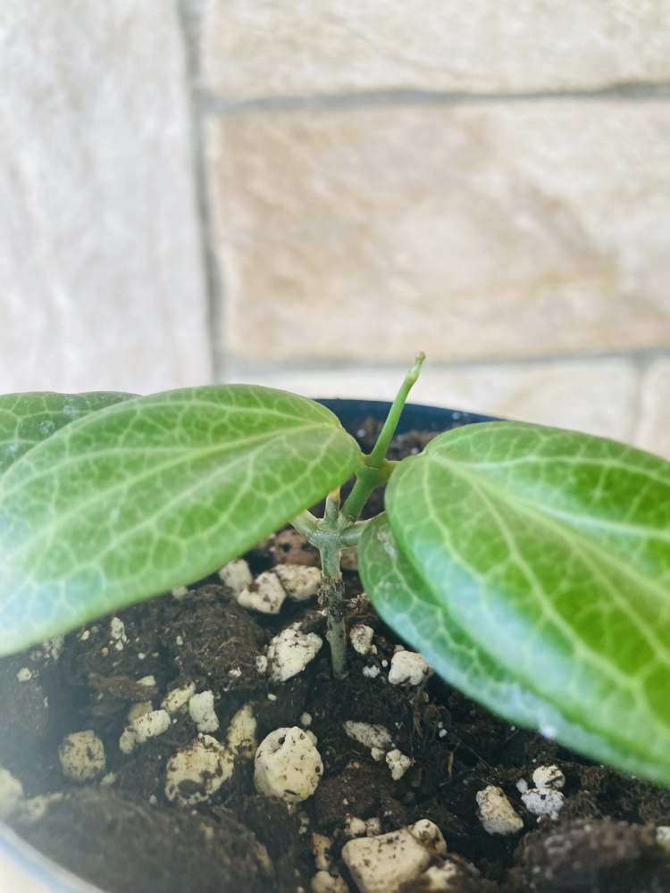 Hoya fitchii