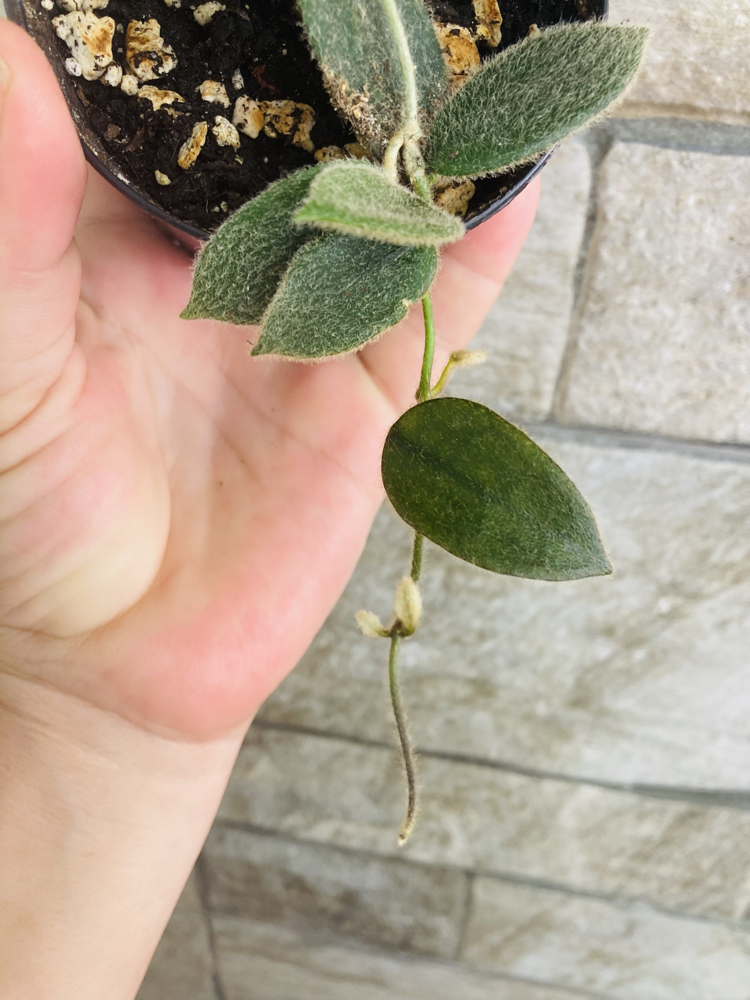 Hoya thomsonii pink