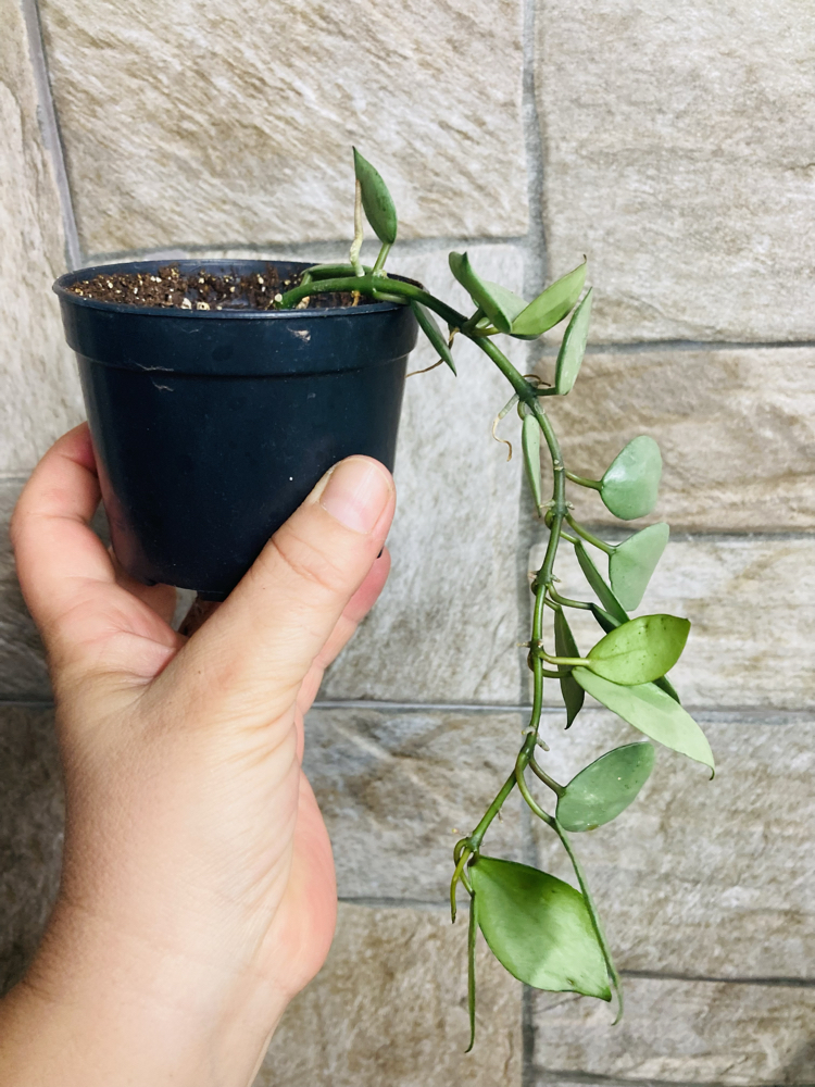 Hoya süper eskimo 