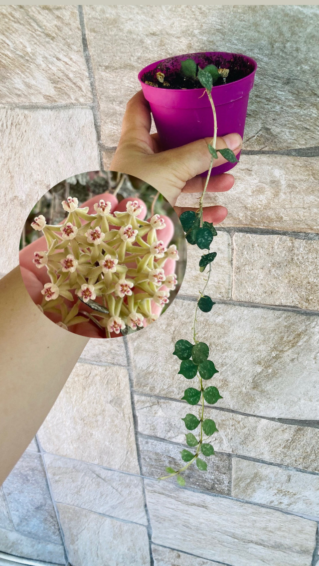 Hoya curtisii 