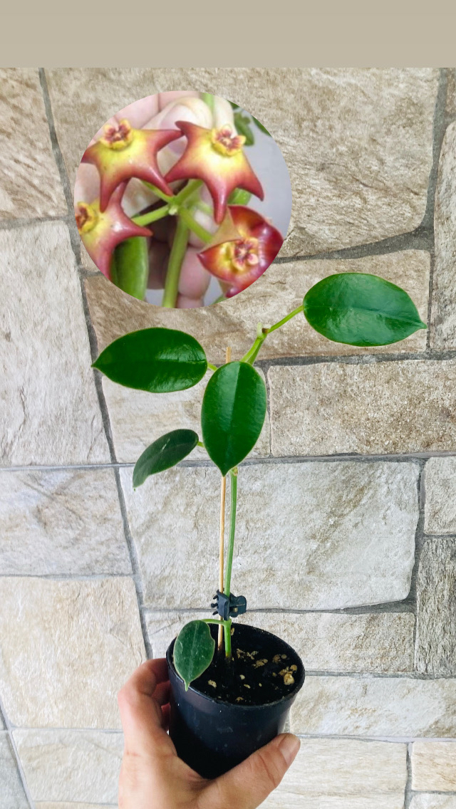 Hoya optimistic