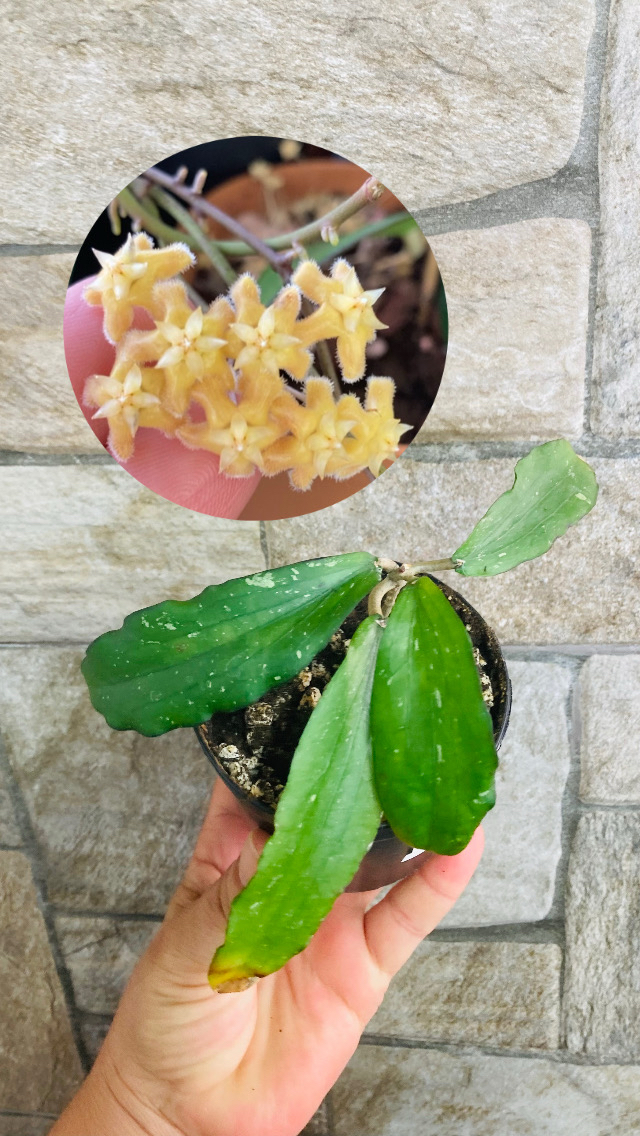 Hoya erythrina kedah peak 