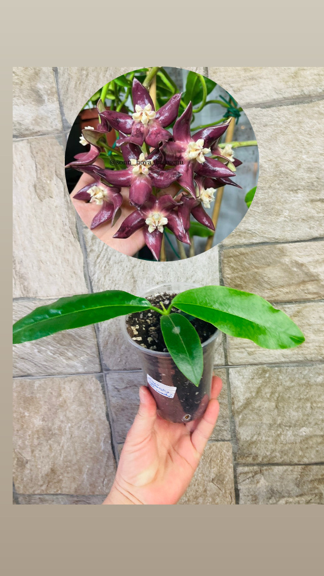 Hoya imperialis var rauschii