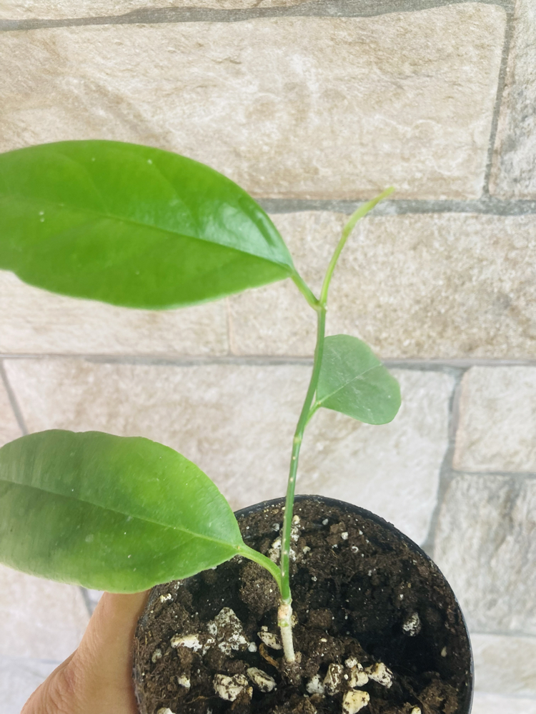 Hoya alagensis 