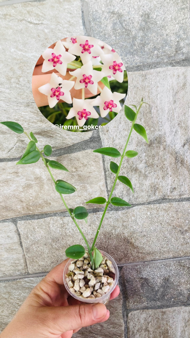 Hoya bella variegate 