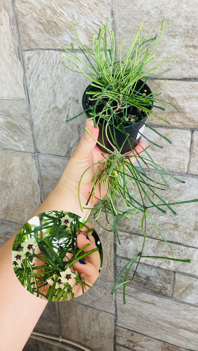 Hoya retusa 