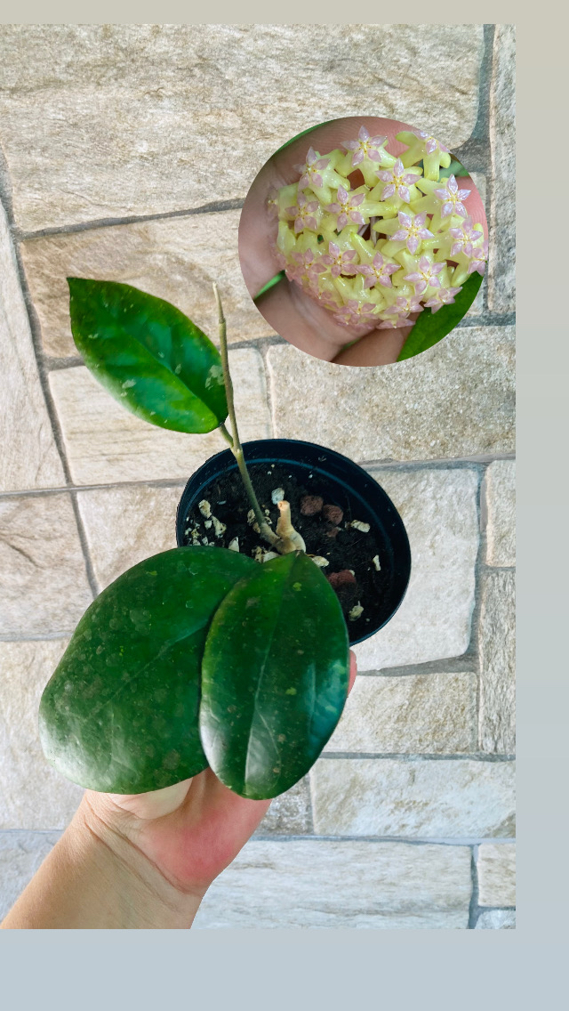 Hoya cv joy