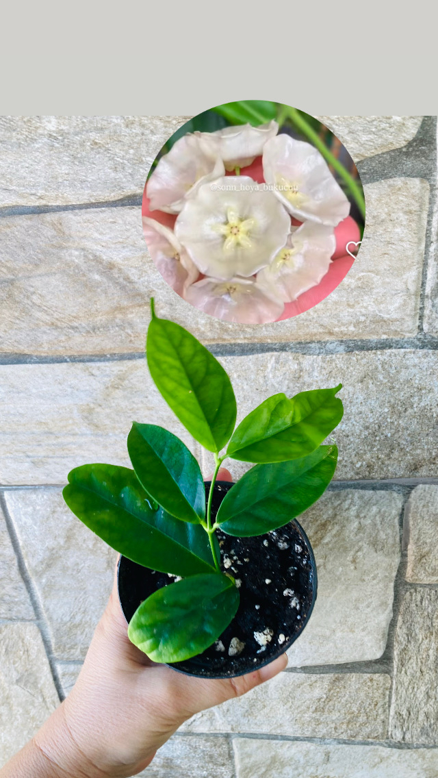 Hoya campanulata 