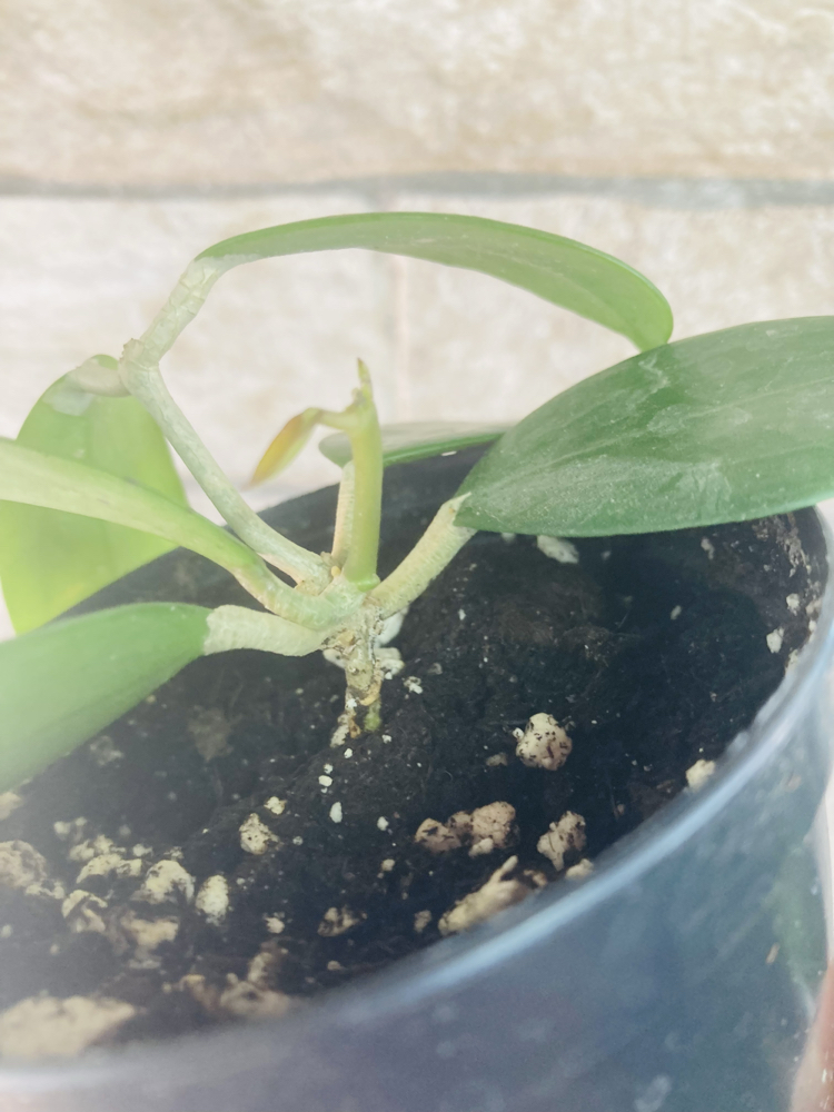 Hoya nicholsoniae x mb0001