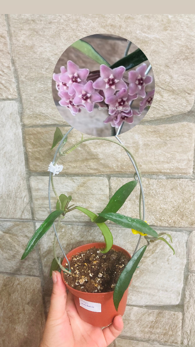 Hoya mini belle