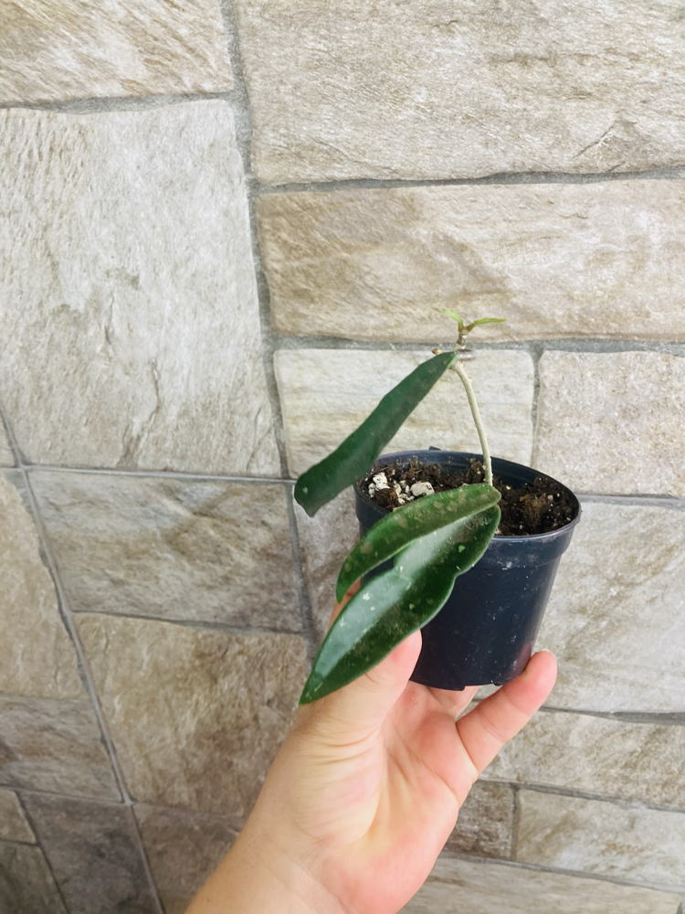 Hoya minibelle