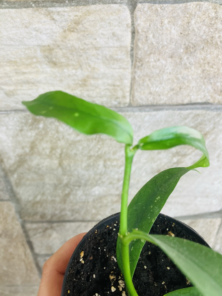 Hoya lobbii orange