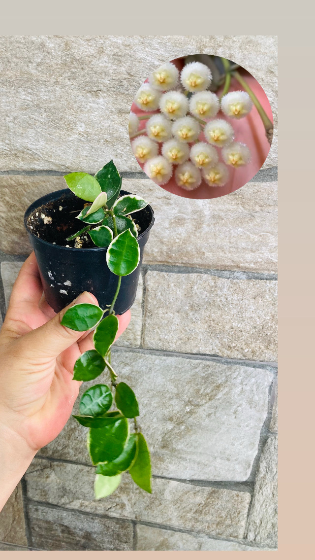 Hoya lacunosa asami 
