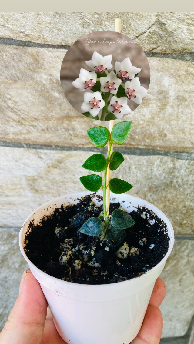 Hoya chinghungensis
