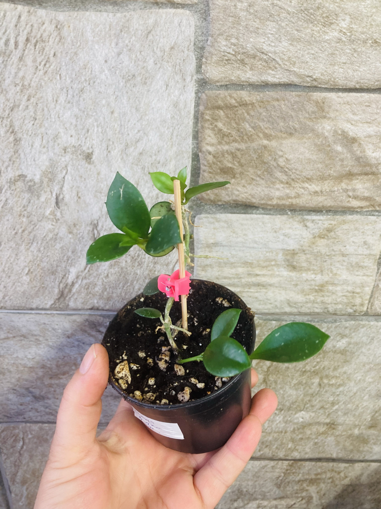 Hoya fraser hills
