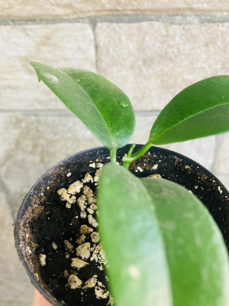 Hoya vitiensis 