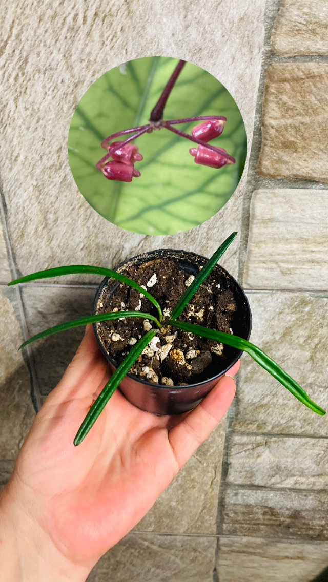 Hoya İnsularis 