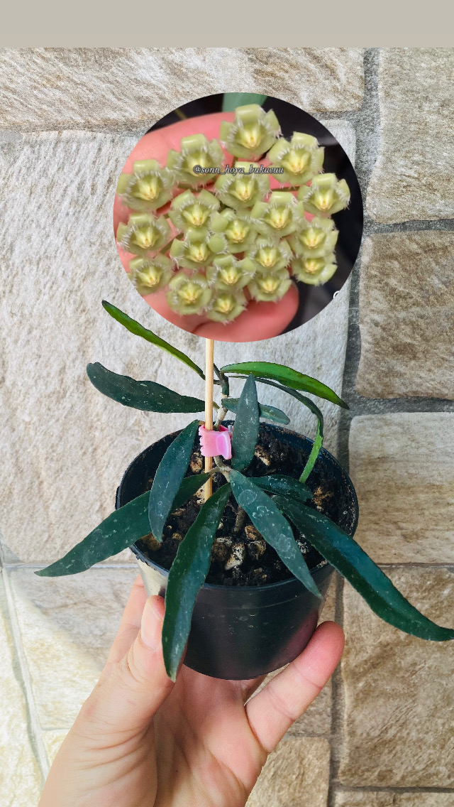 Hoya mirabilis 