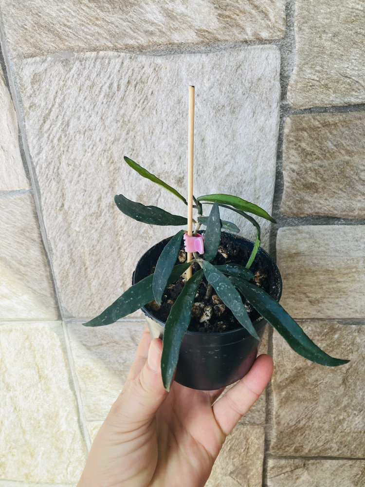 Hoya mirabilis 