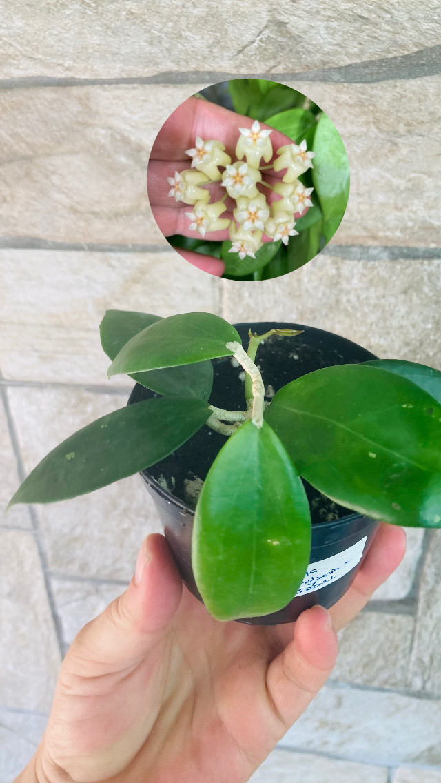 Hoya nicholsoniae x mb0001