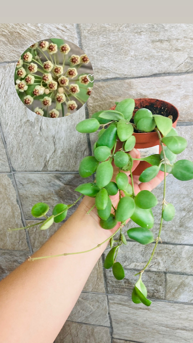 Hoya brevialata 