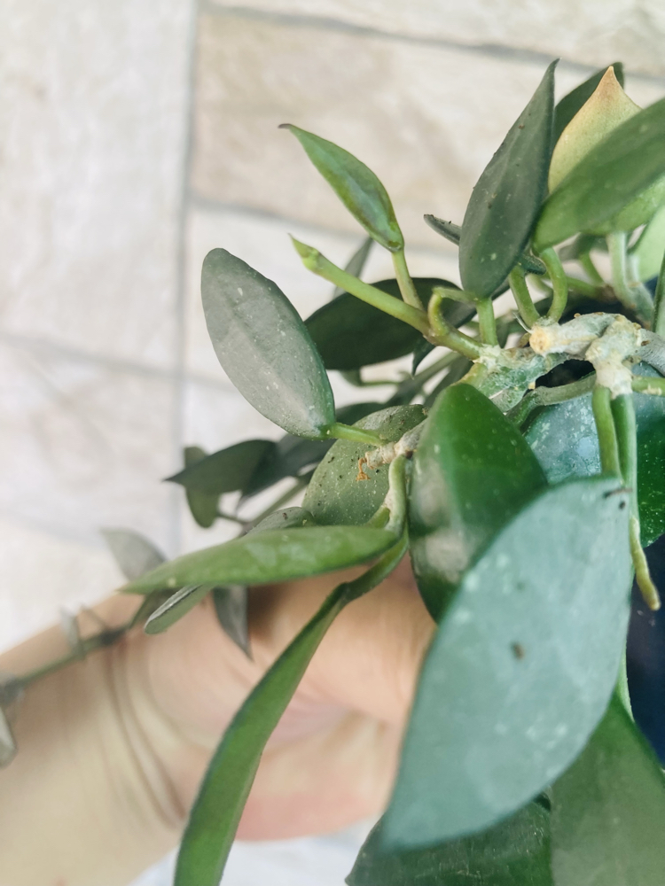 Hoya lacunosa