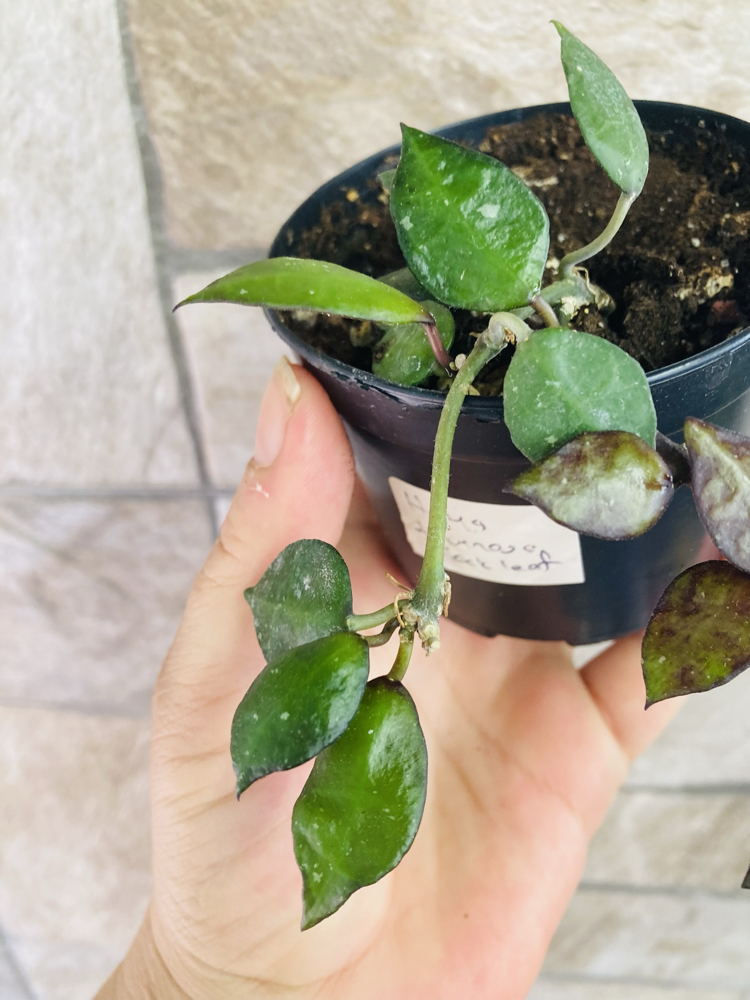 Hoya lacunosa black leaf