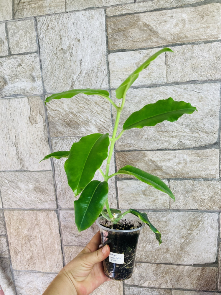 Hoya imperialis palawan