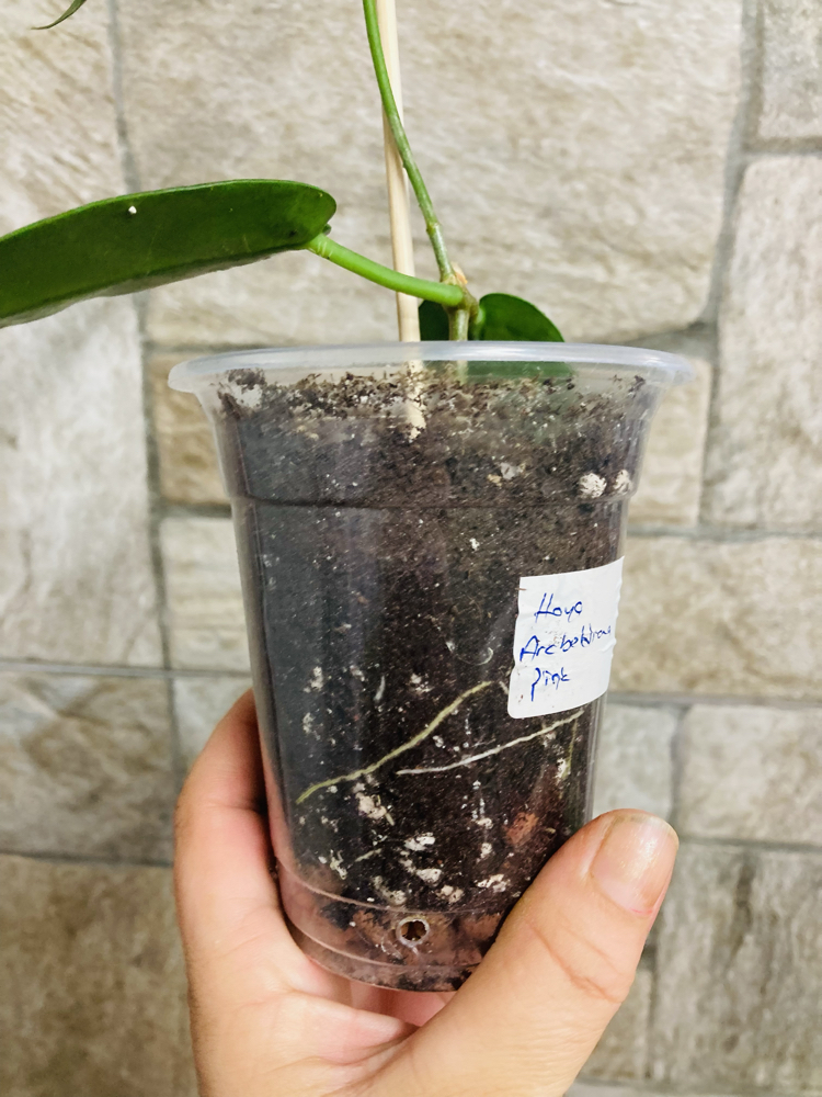 Hoya Arcboldiana pink