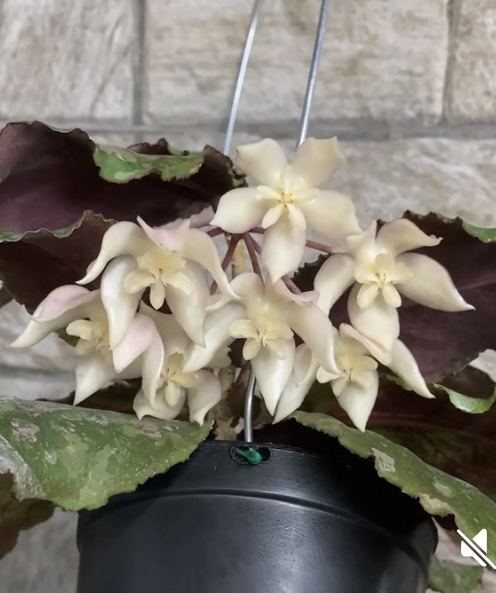 Hoya undulata