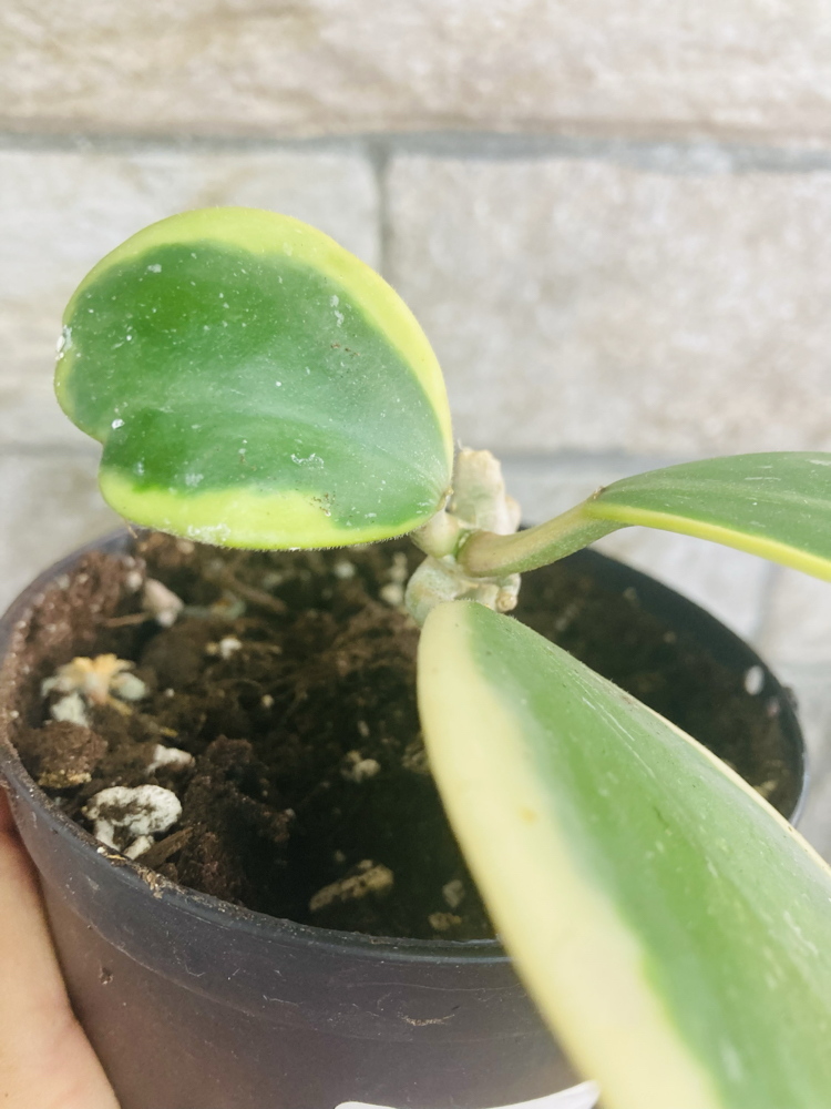Hoya kerrii