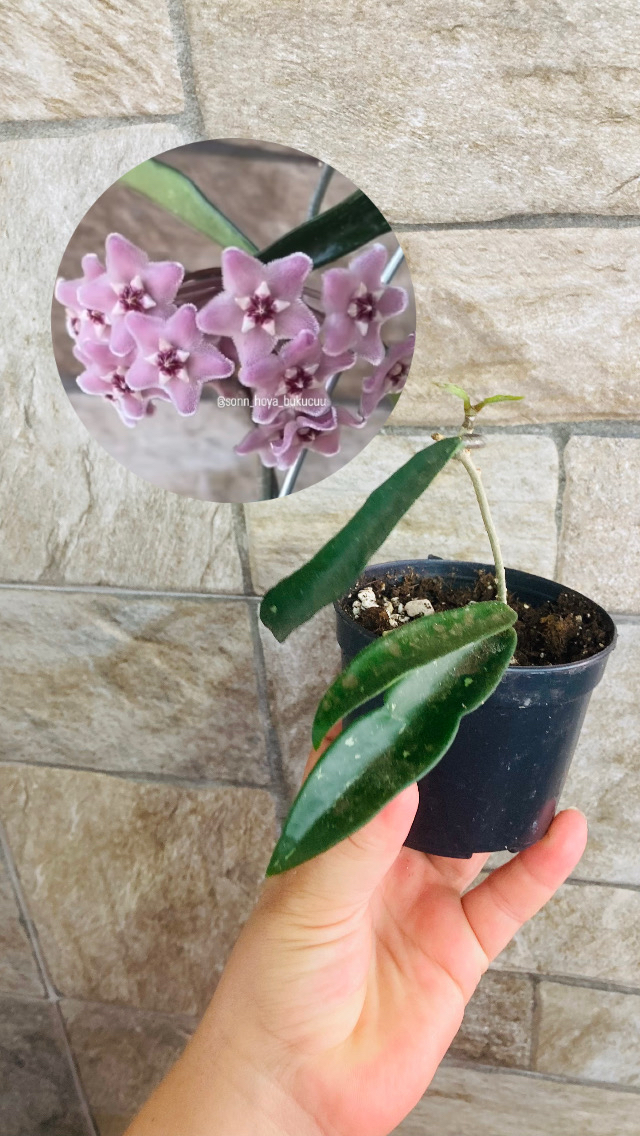 Hoya minibelle