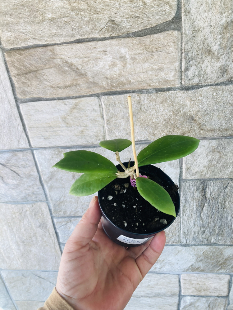 Hoya erytrostemma ut 048