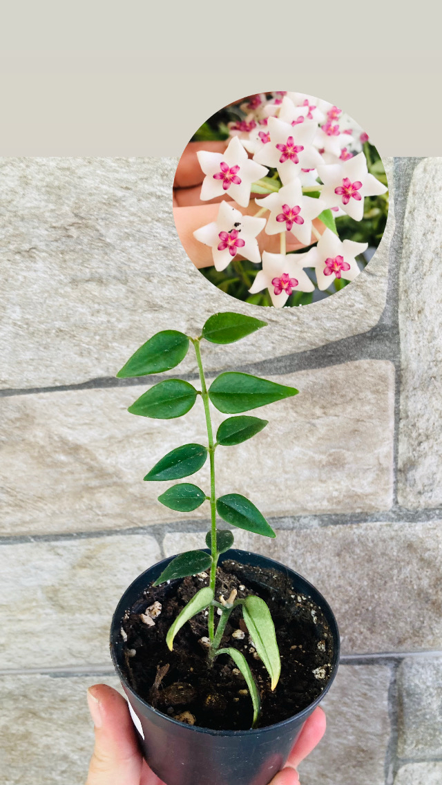 Hoya bella 