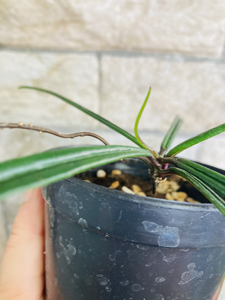 Hoya İnsularis 
