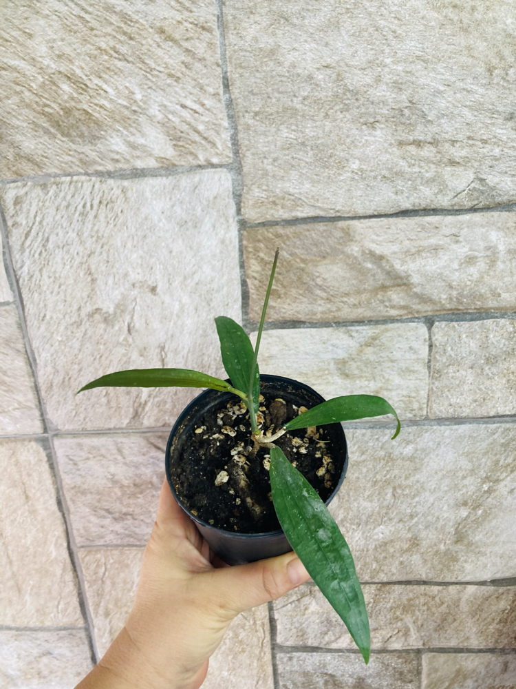 Hoya rindu rafflesia