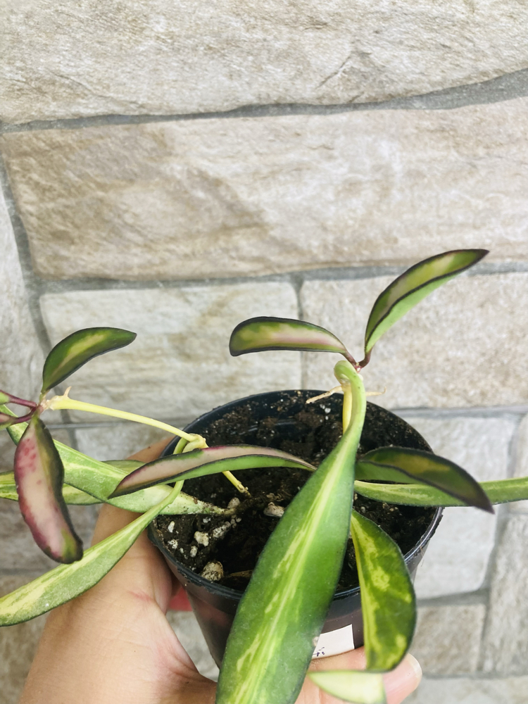 Hoya wayetii tricolar (iki köklüdür)