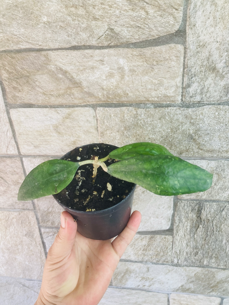 Hoya sp germany