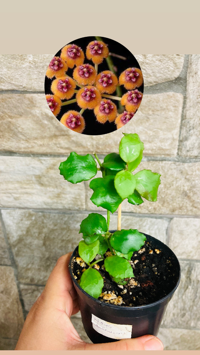 Hoya endauensis