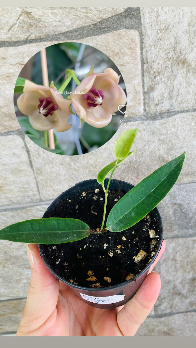 Hoya surisana orange 