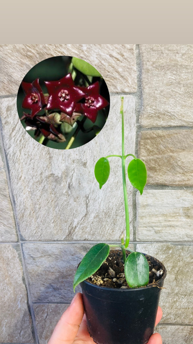 Hoya sussuela 