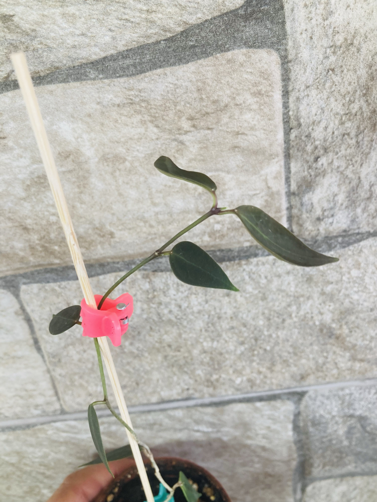 Hoya carii