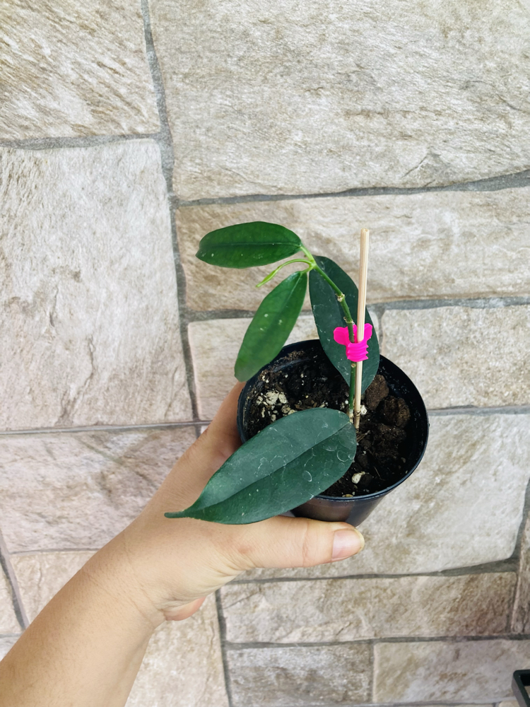 Hoya campanulata yellow 