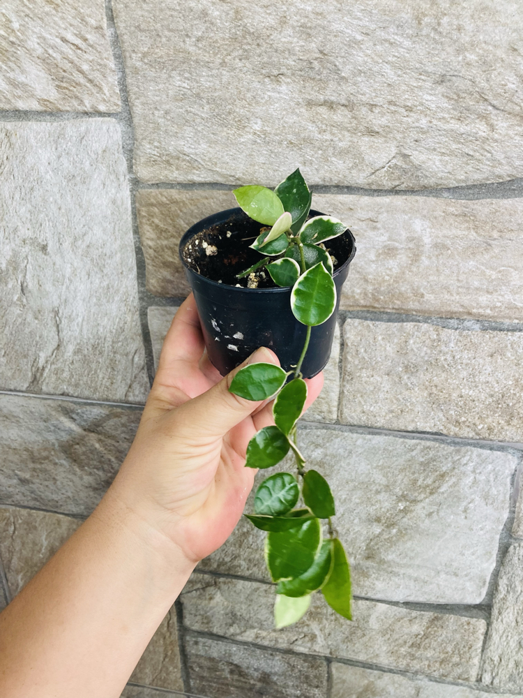 Hoya lacunosa asami 