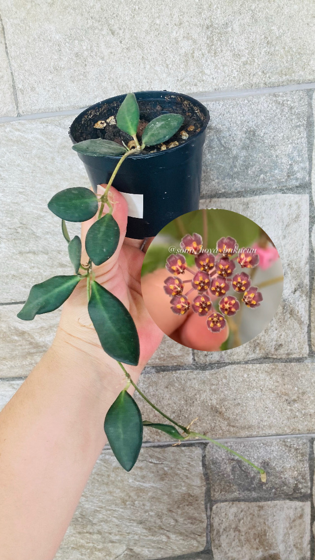 Hoya burtoniae